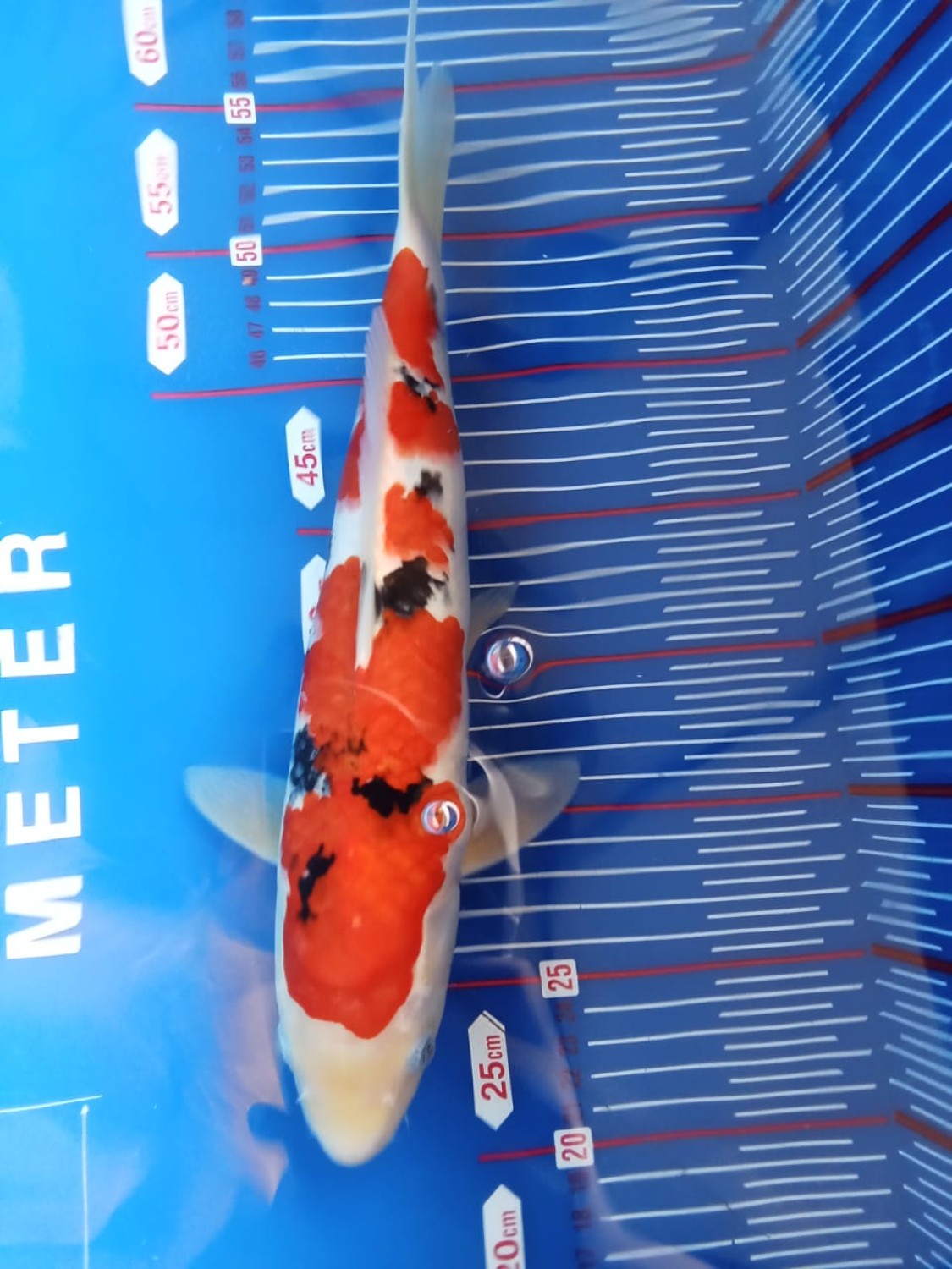 Juara 1