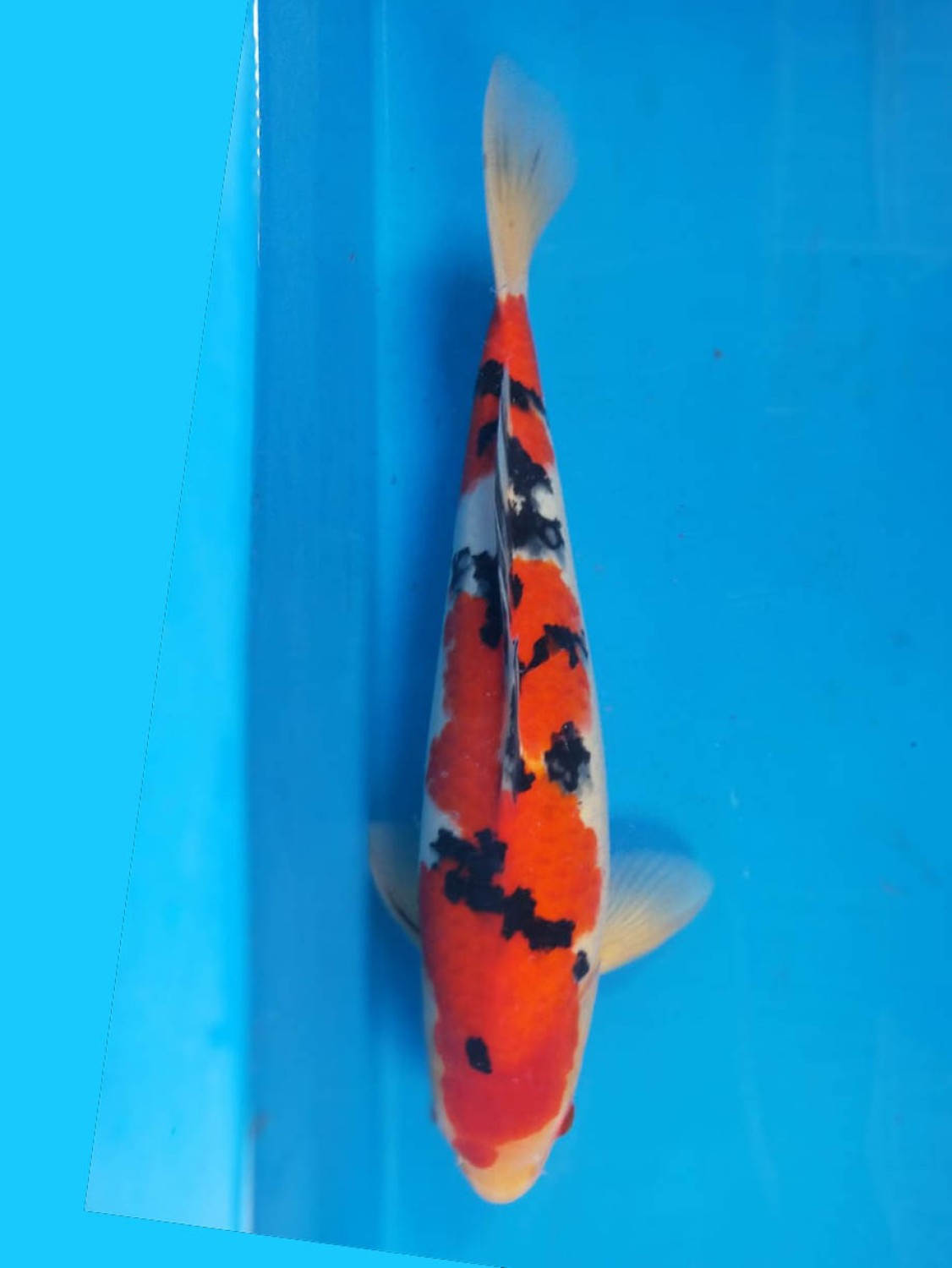 Juara 1