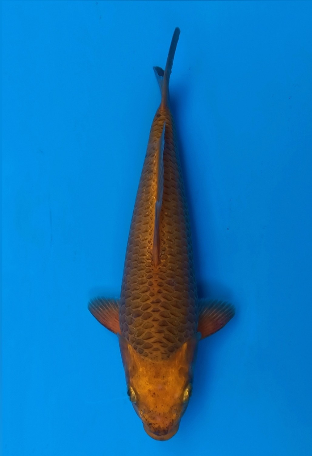 Juara 2