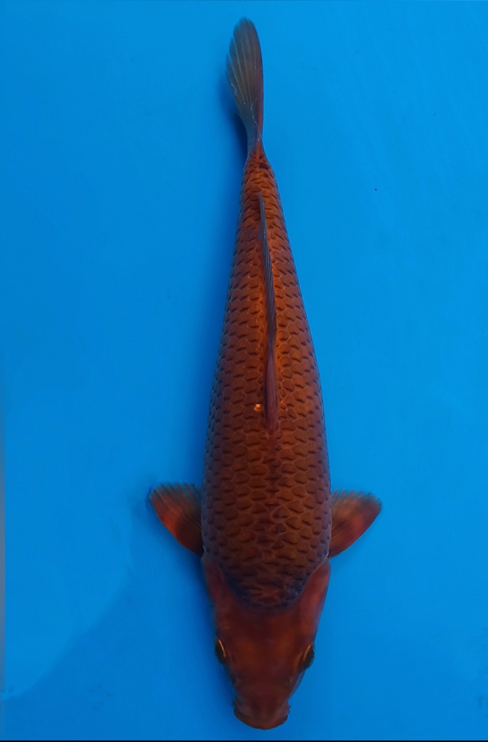 Best In Size E 26-30 Cm