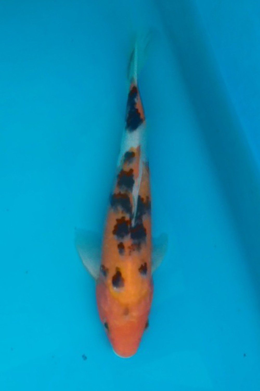 Juara 2