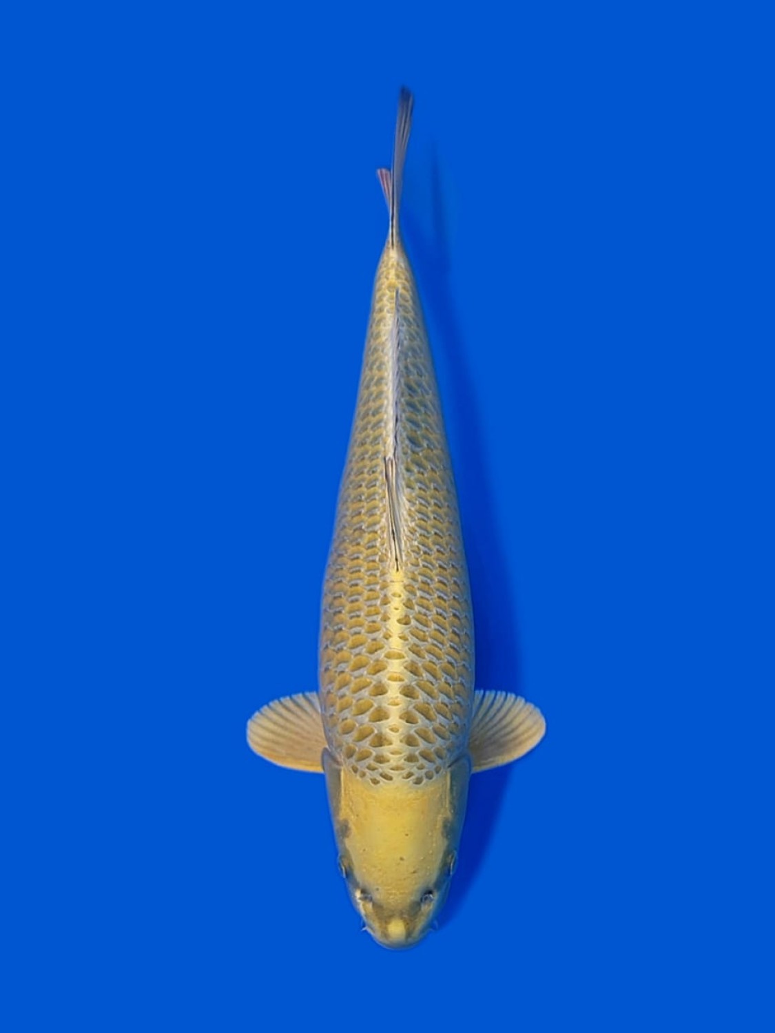 Juara 1