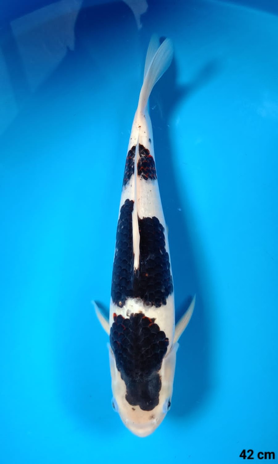 Juara 2