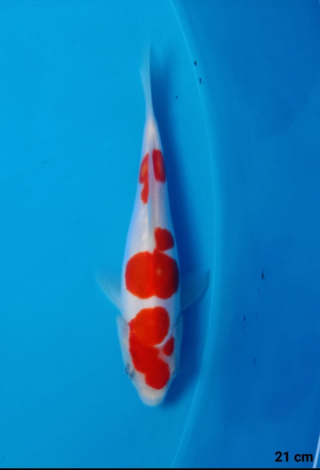 Juara 1