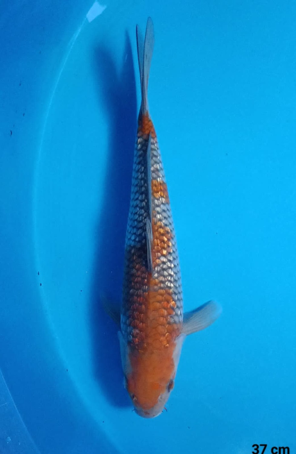 Juara 2