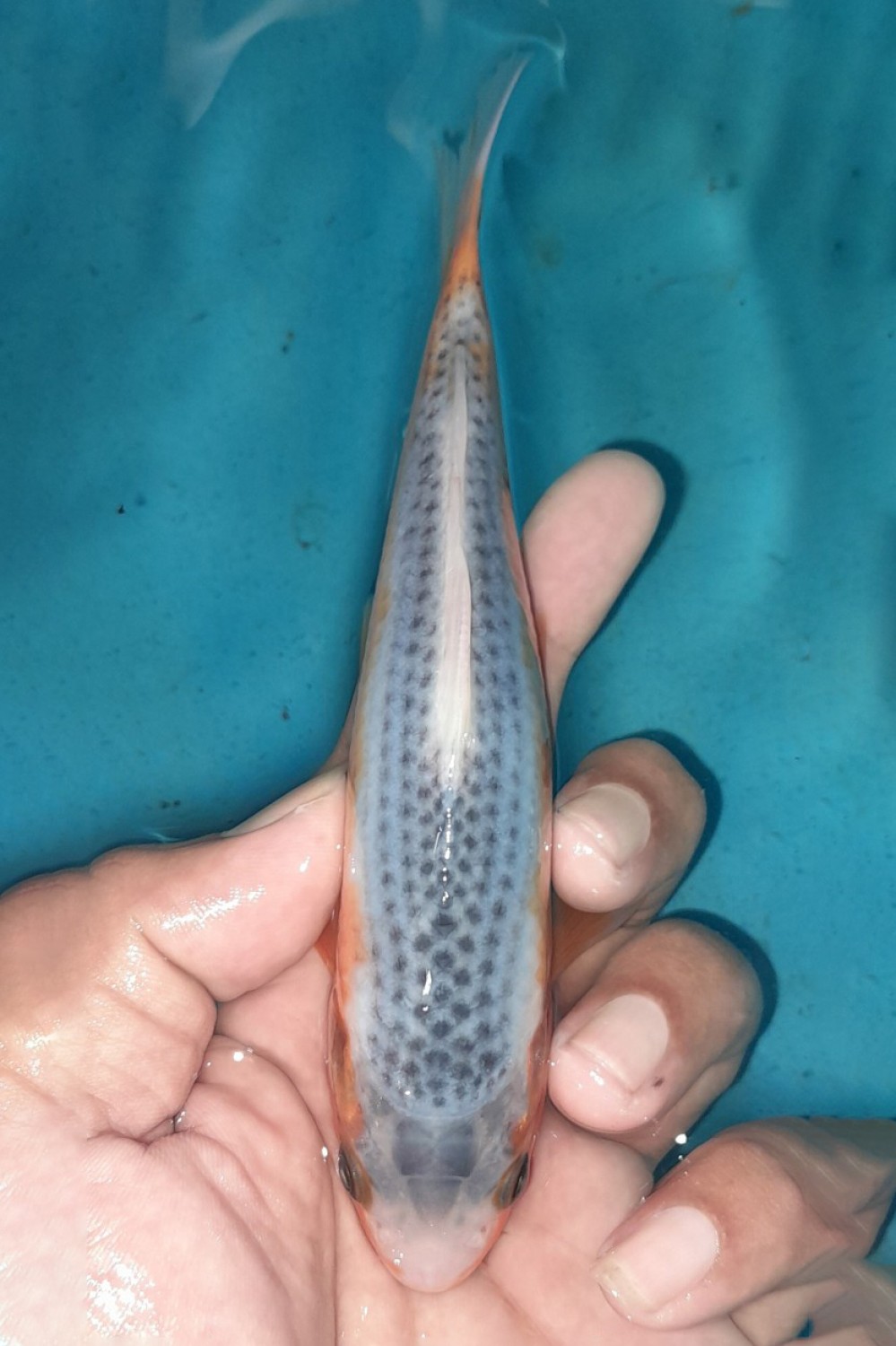 Best In Size D 13-15 Cm