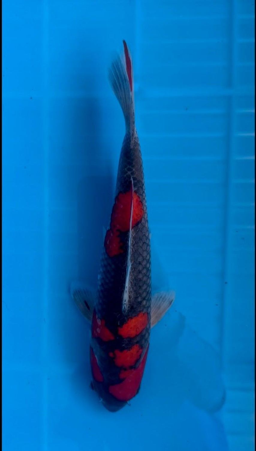 Juara 1