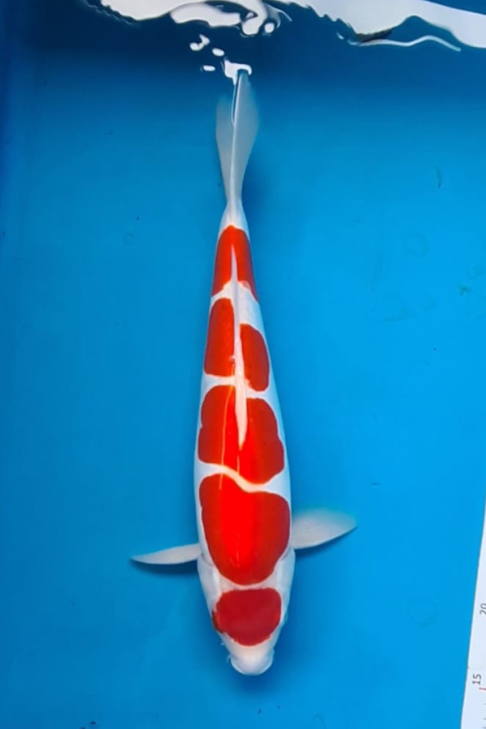 Juara 1
