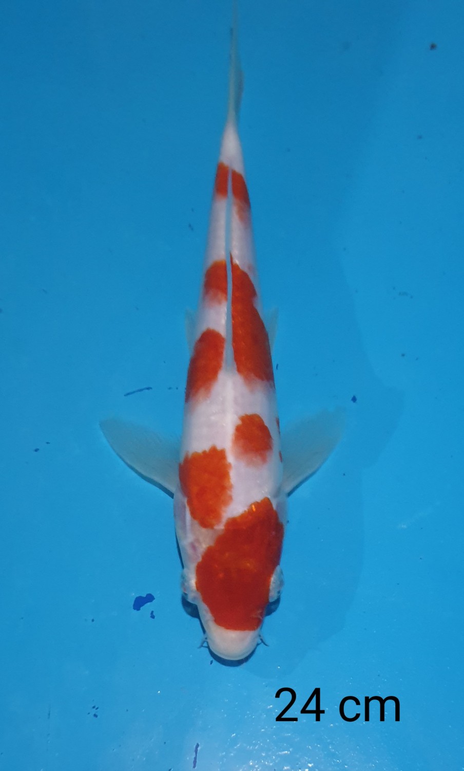 Juara 1