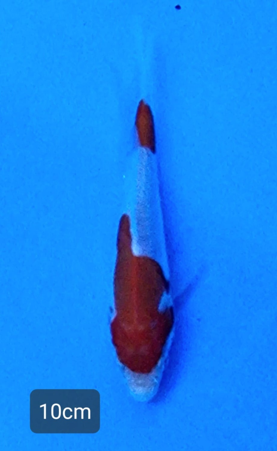 Juara 1