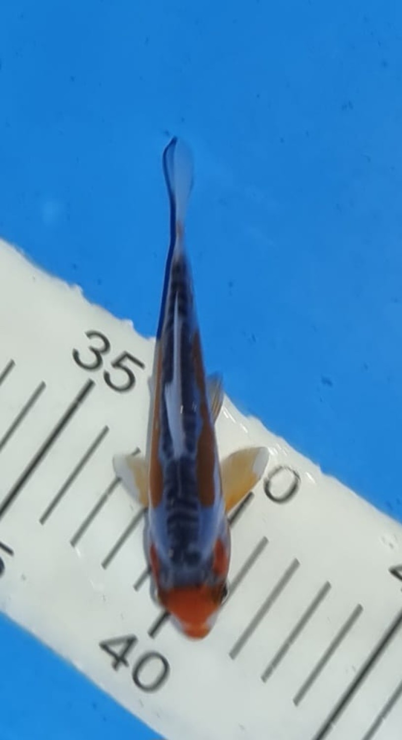 Best In Size D Up 12 cm