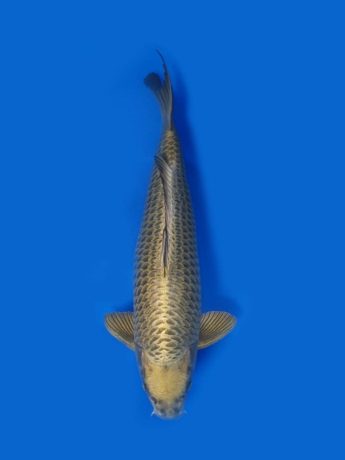 Juara 1