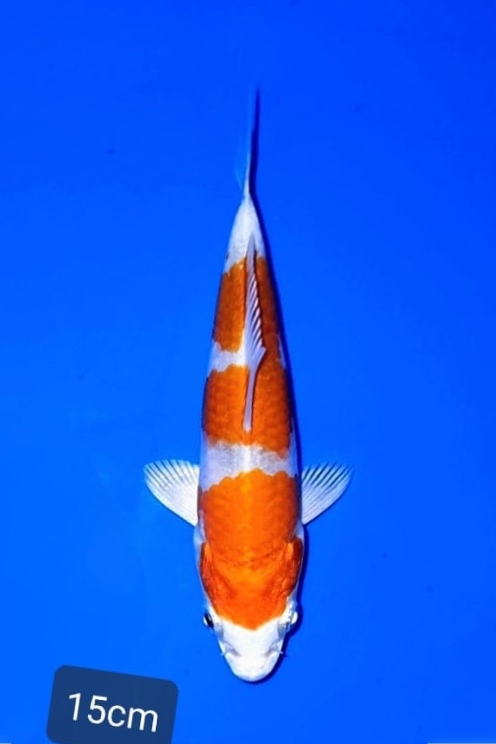 Best In Size C 13-15 Cm