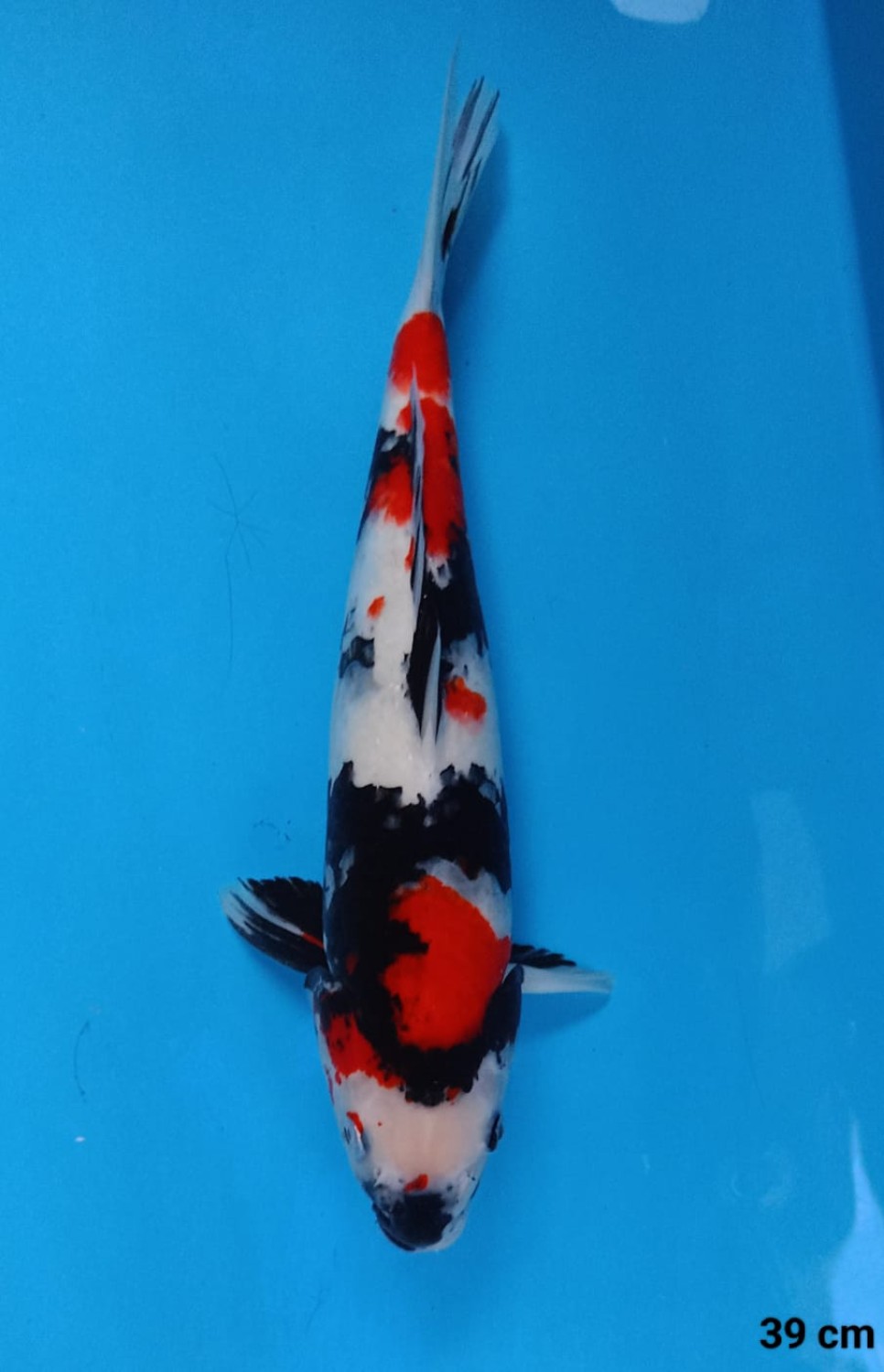 Juara 2