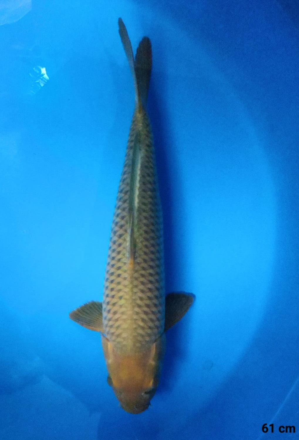 Juara 2