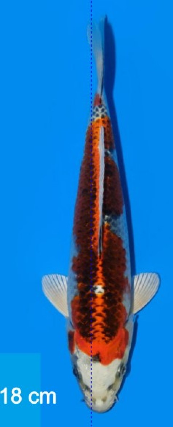 Juara 4