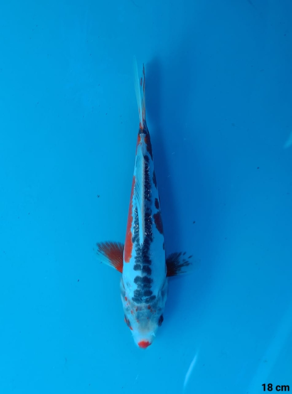 Juara 2