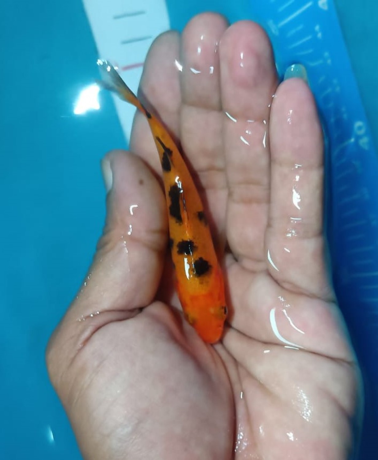 Juara 2