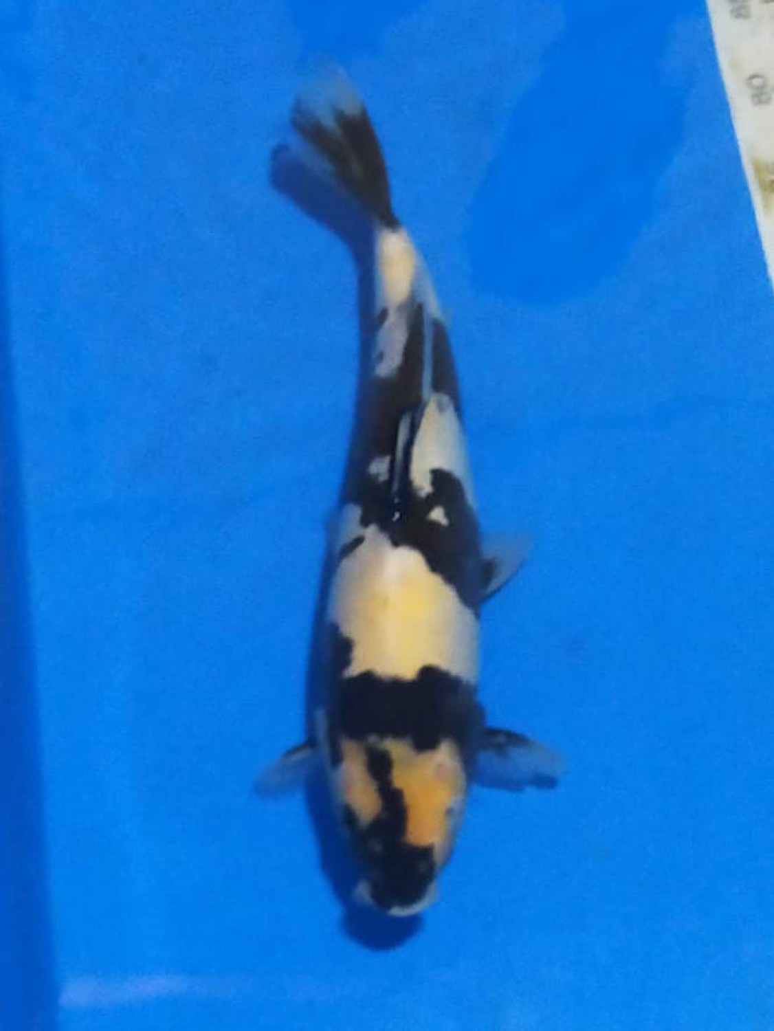 Juara 4