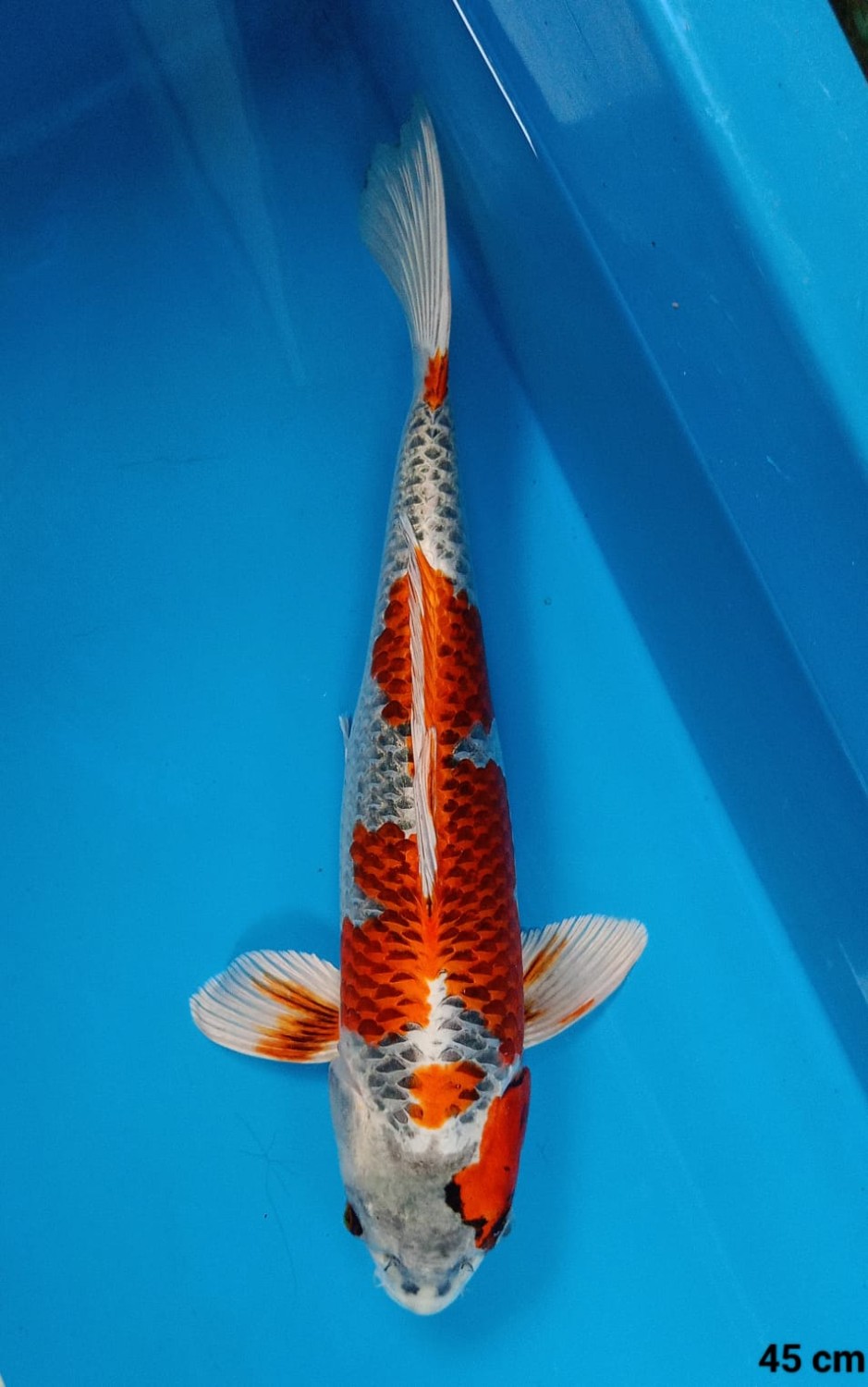 Juara 1