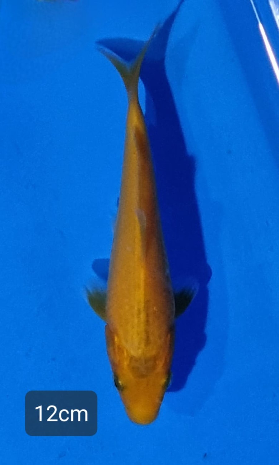 Best In Size E Up 12 cm