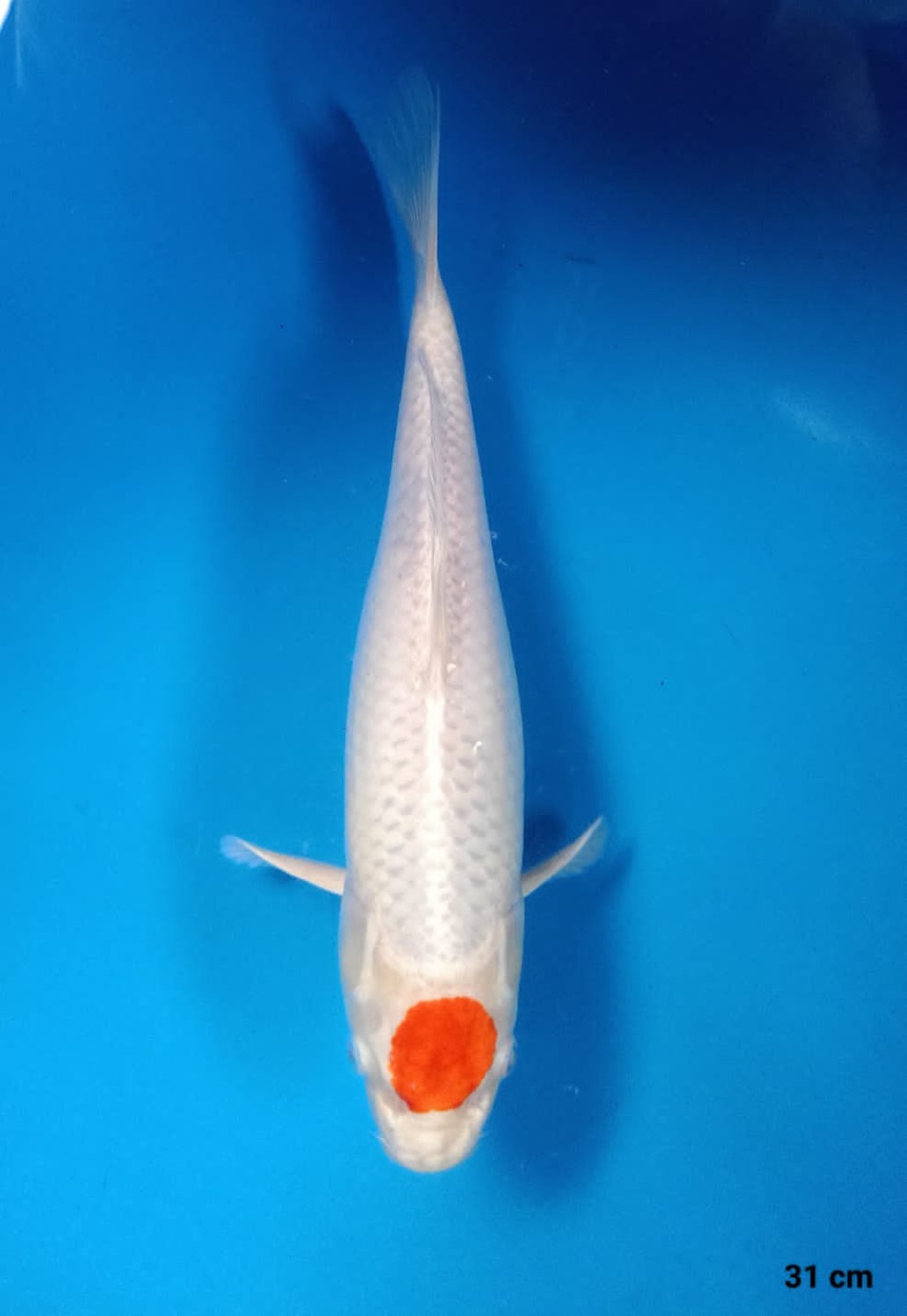 Juara 1
