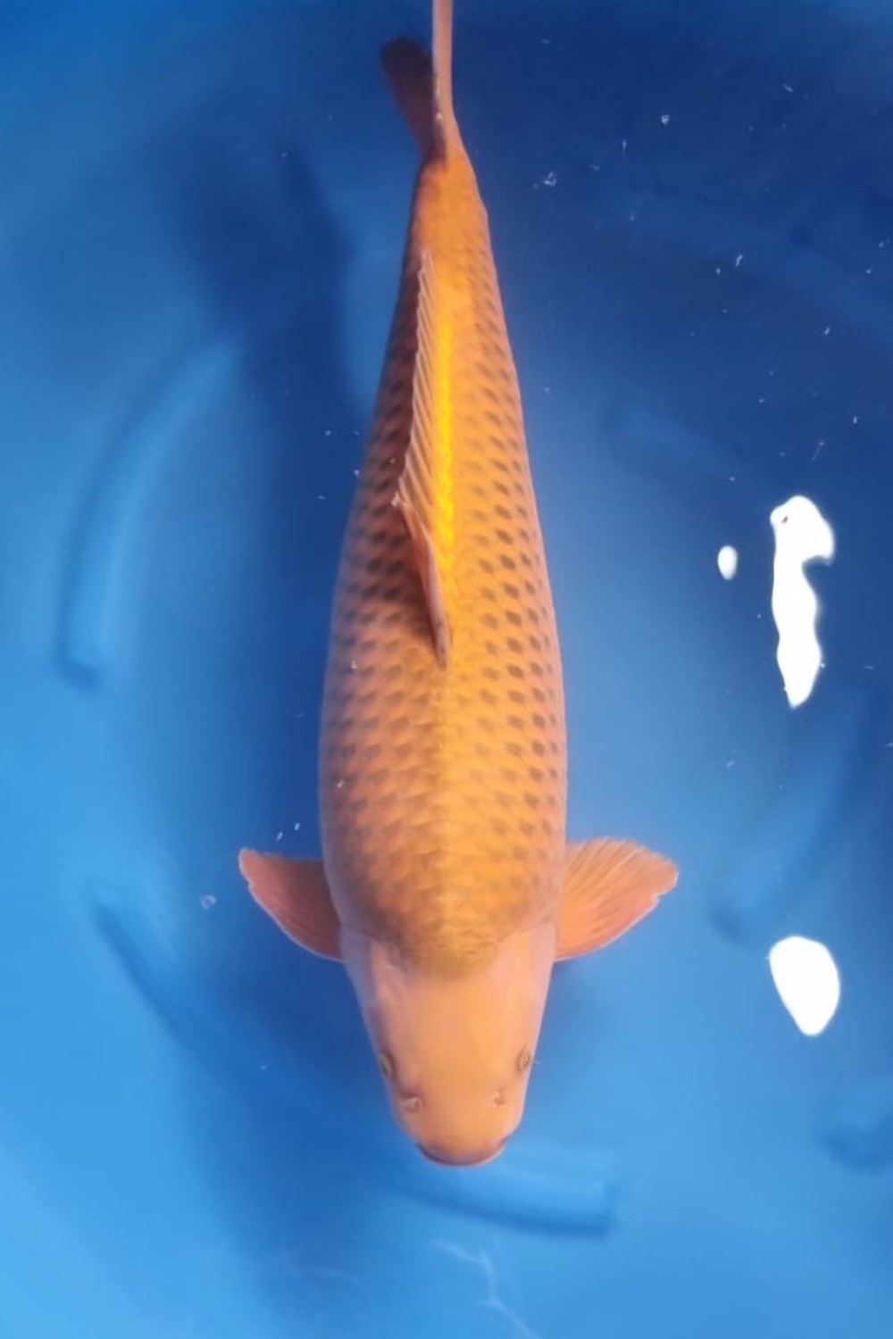 Best In Size E, 56 - 60 cm
