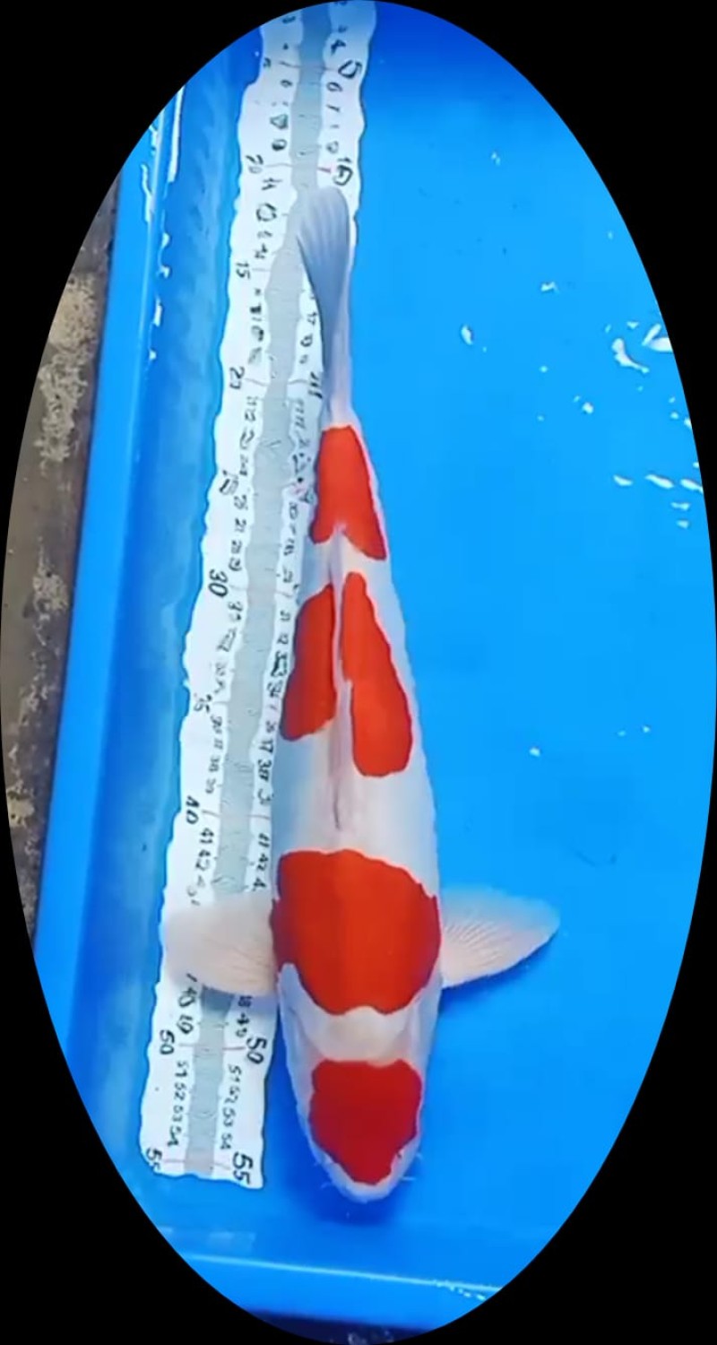 Best In Size C, 41 - 45 cm