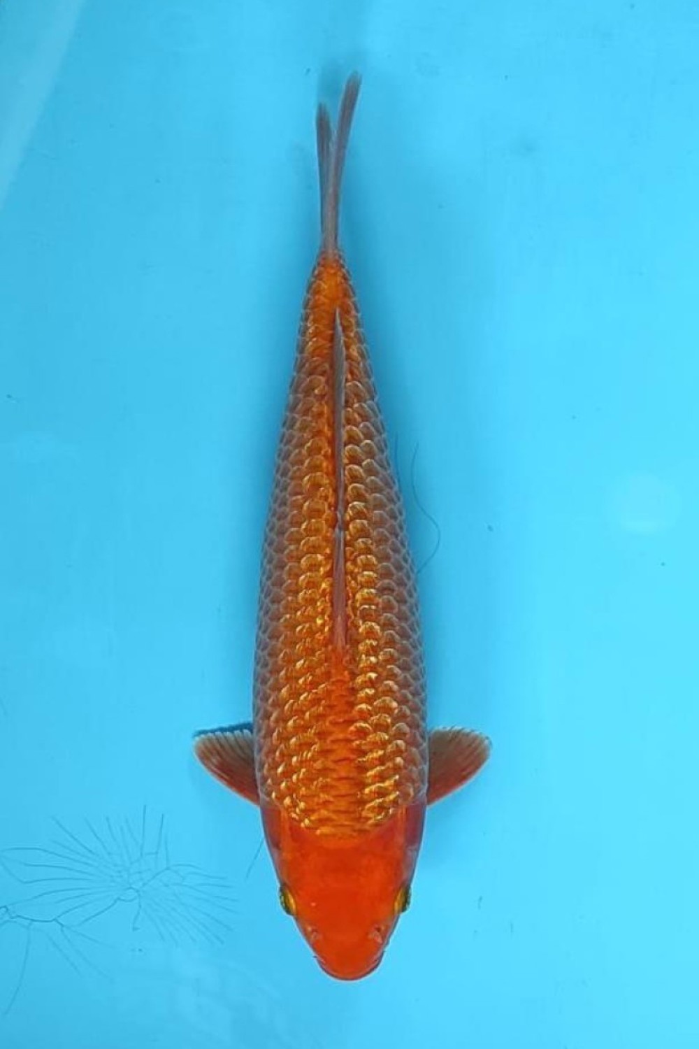 Juara 5