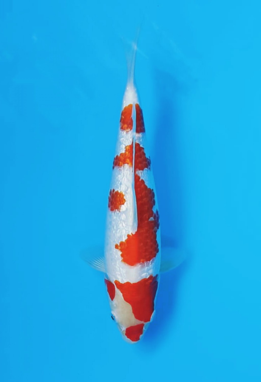 Juara 1