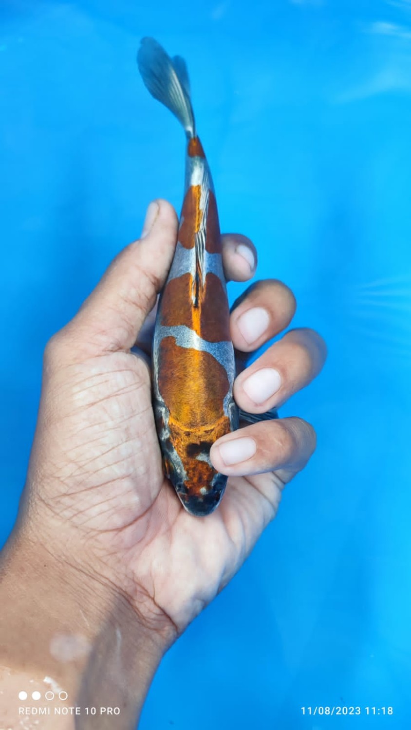 Juara 1