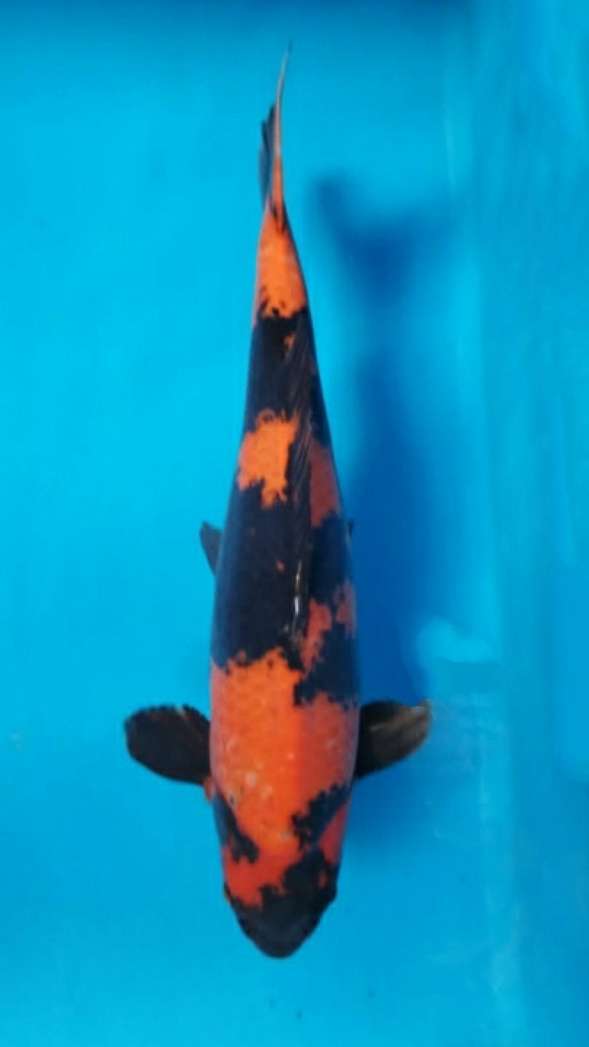 Juara 1