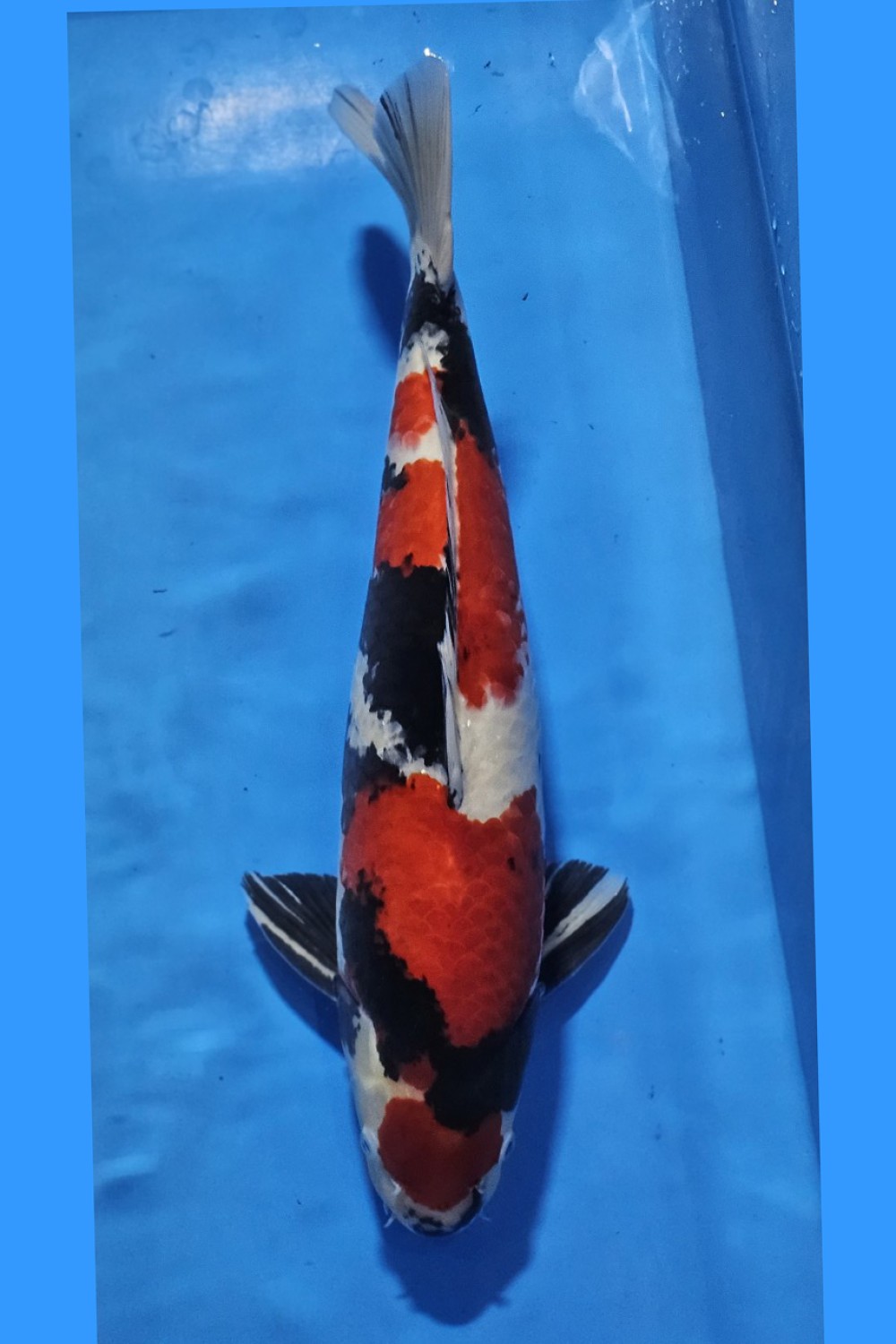 Juara 4