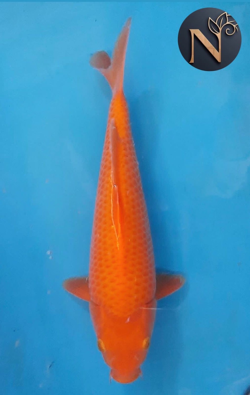 Juara 5