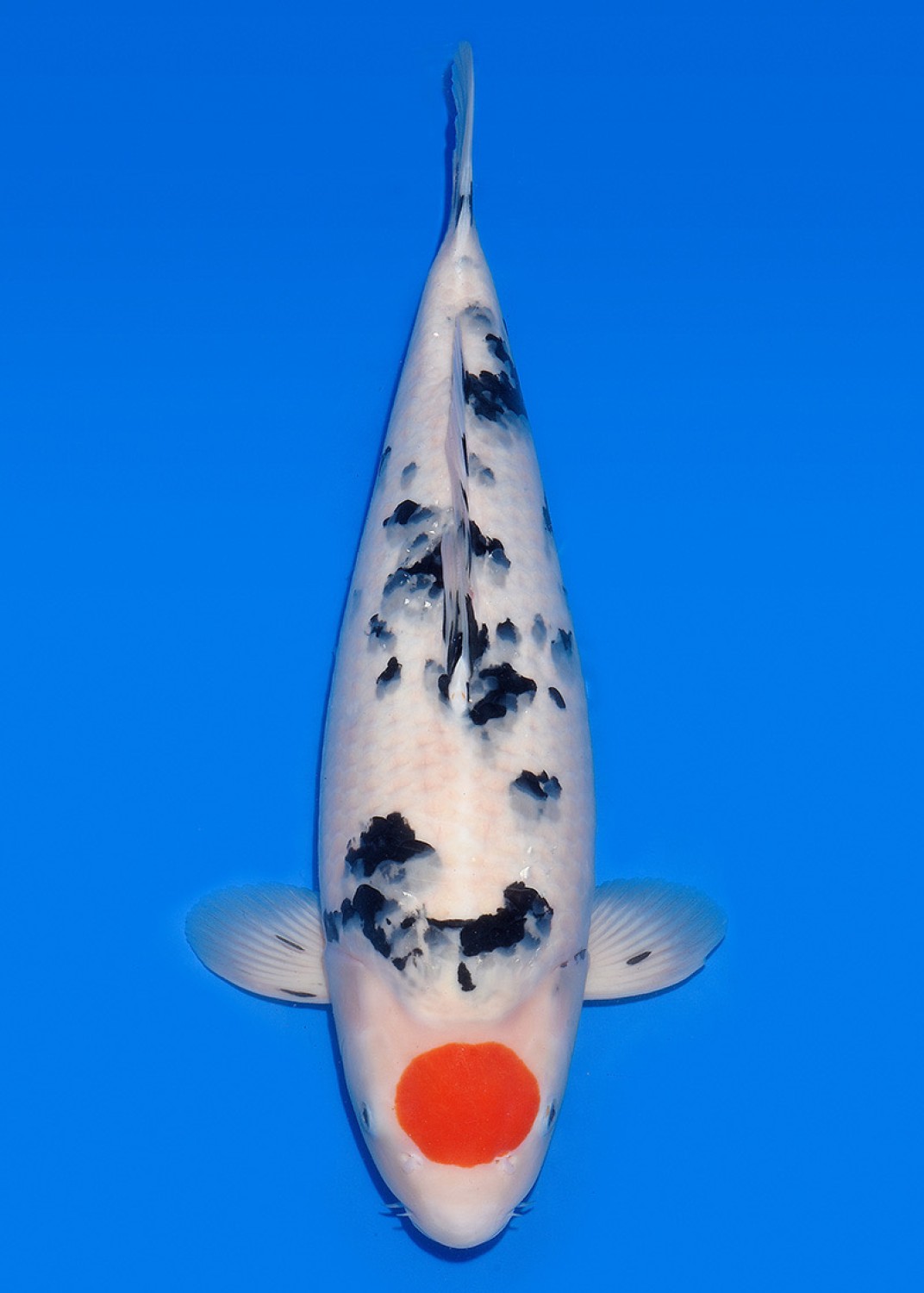 Juara 1