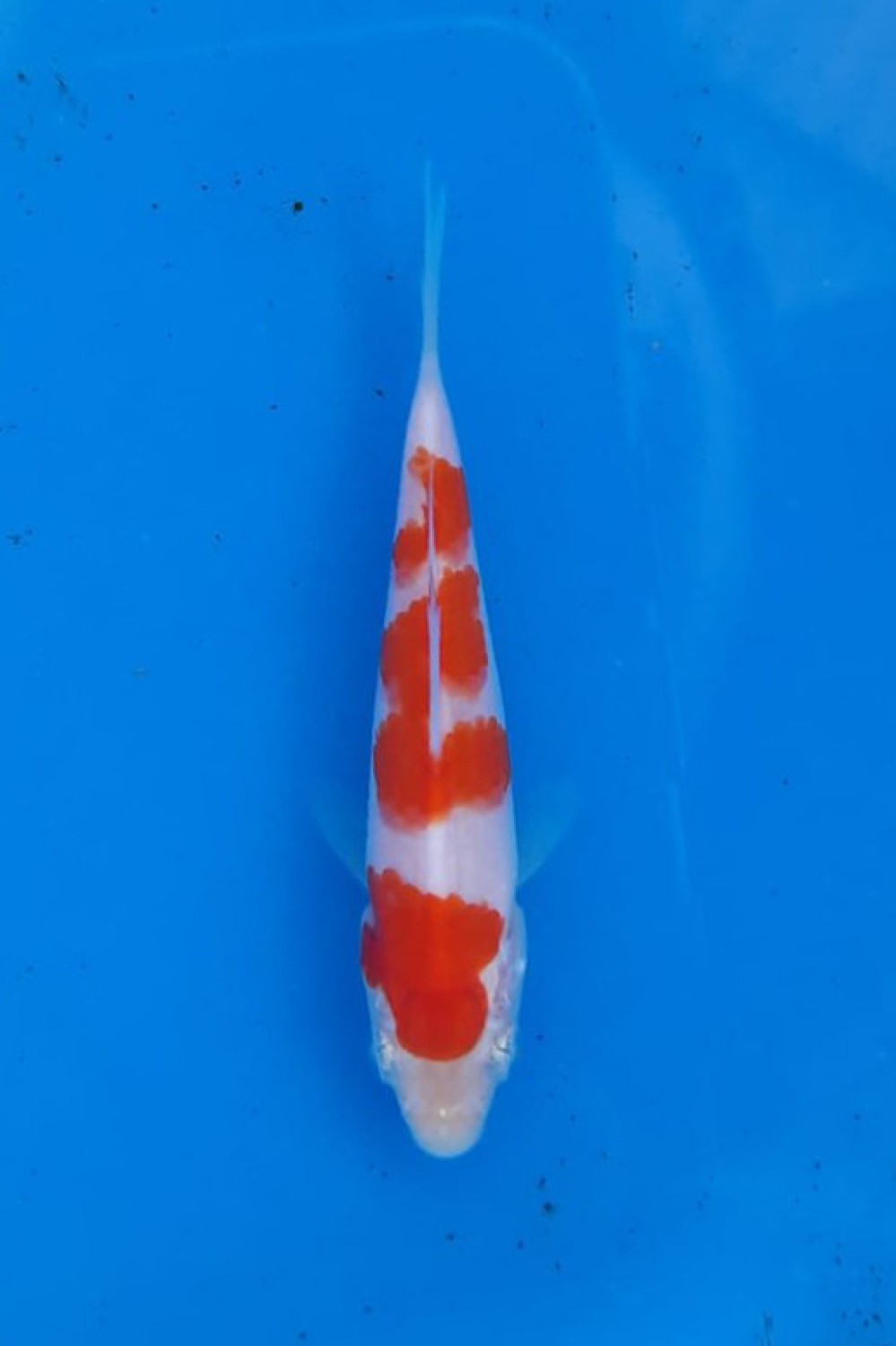 Juara 4