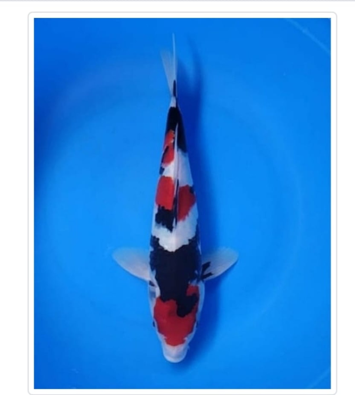 Best In Size A, 31 - 35 cm