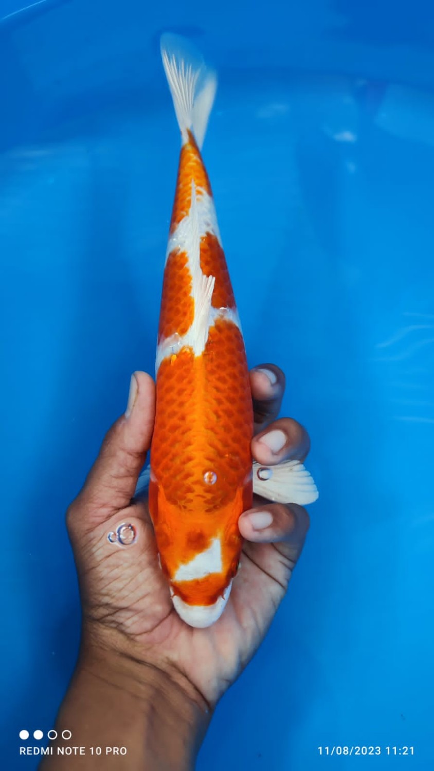 Juara 5
