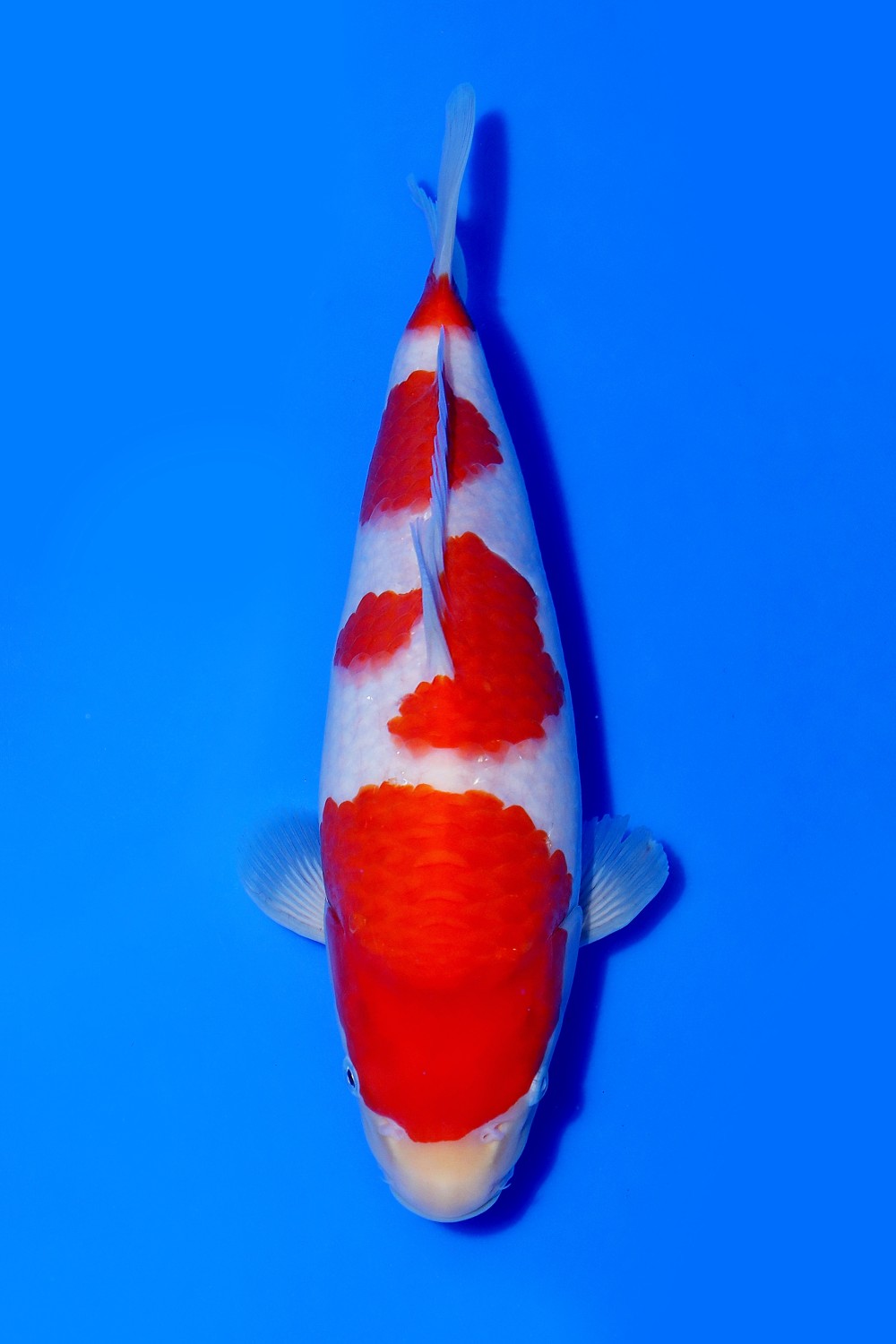 Juara 1