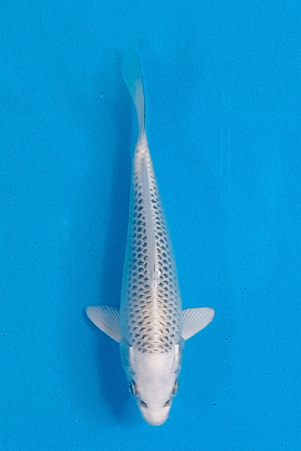 Juara 1