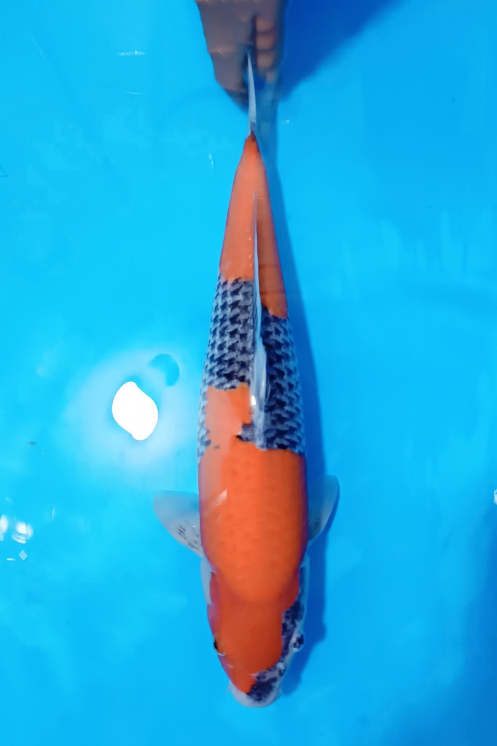 Juara 3