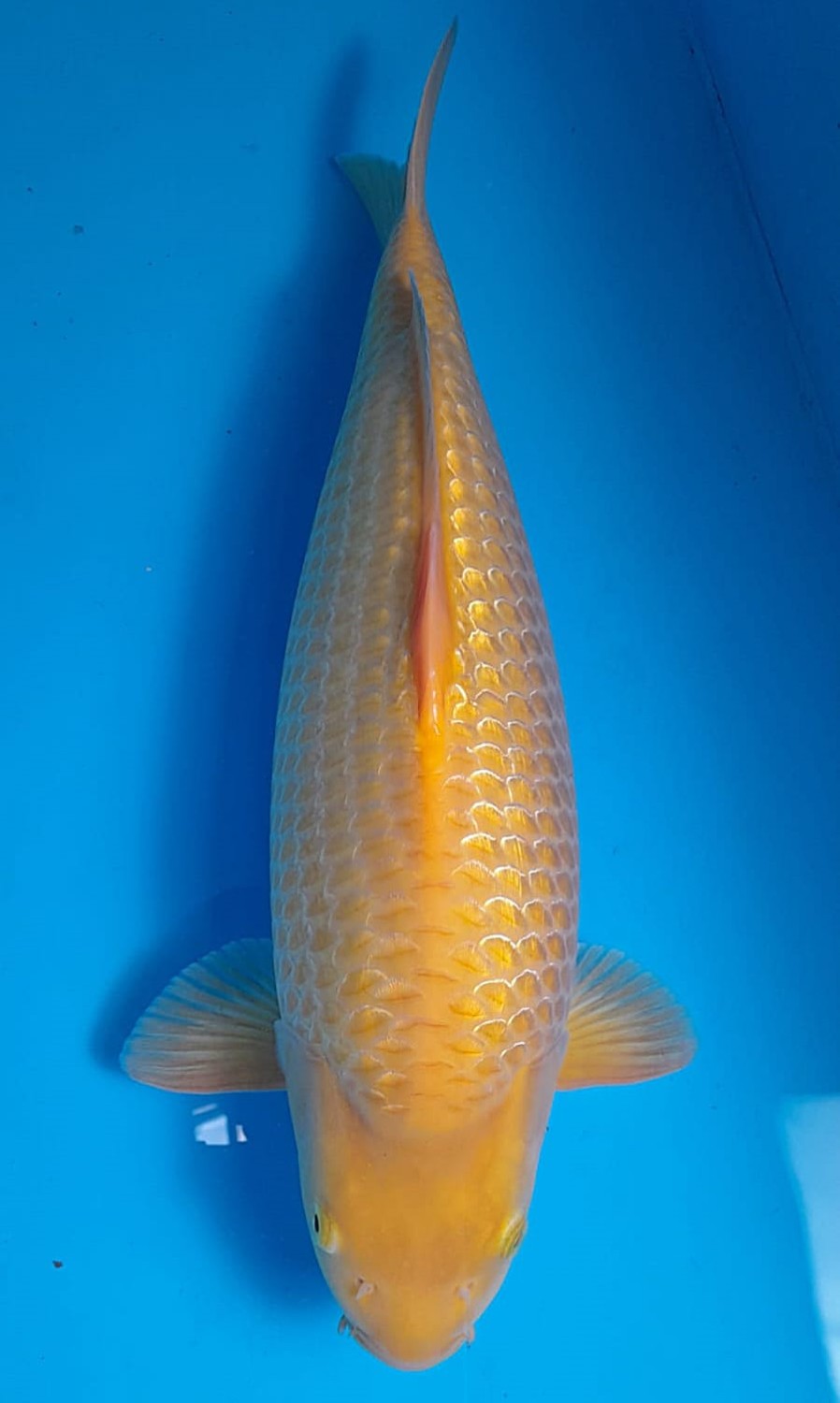 Juara 3