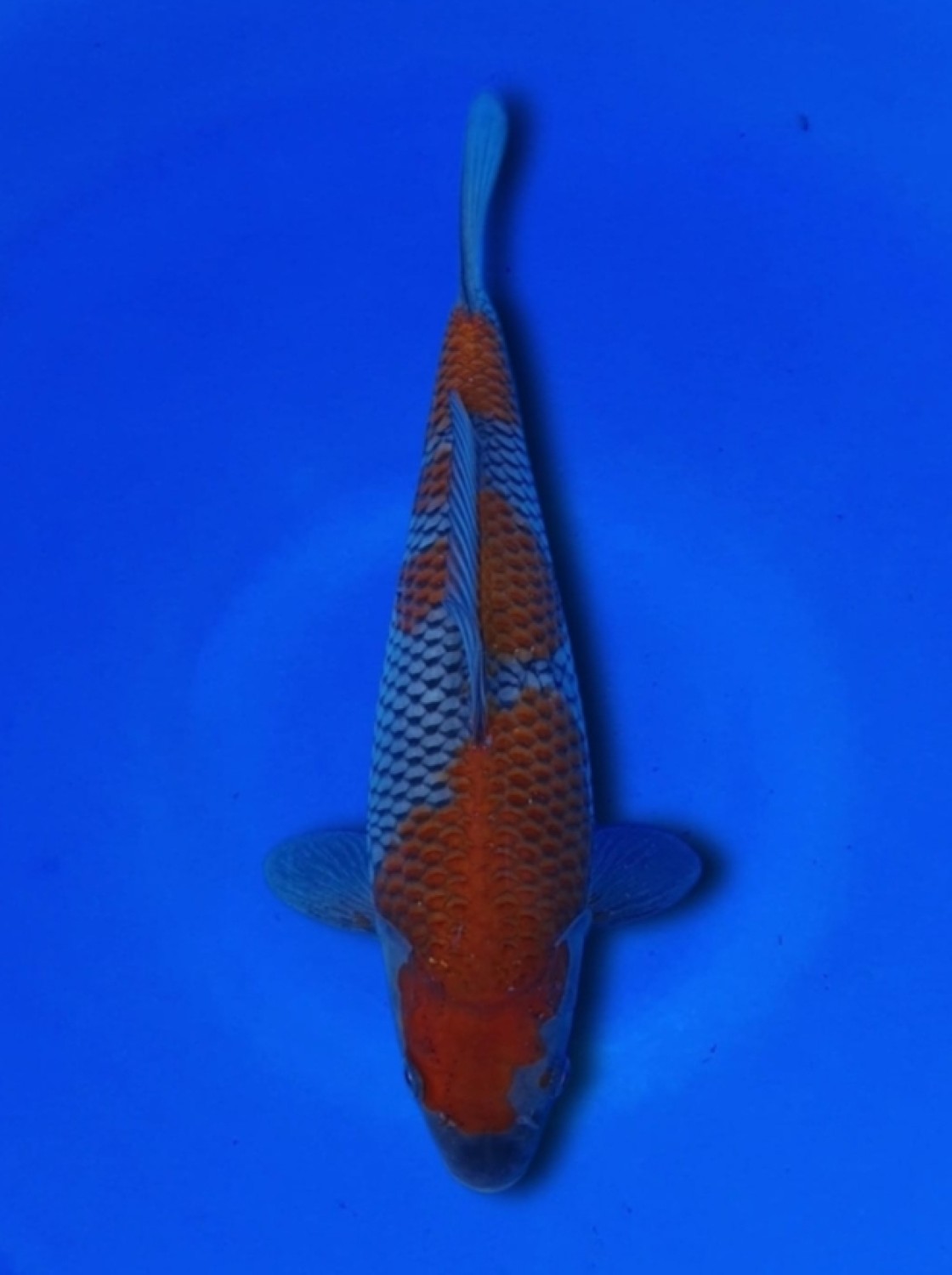 Juara 1