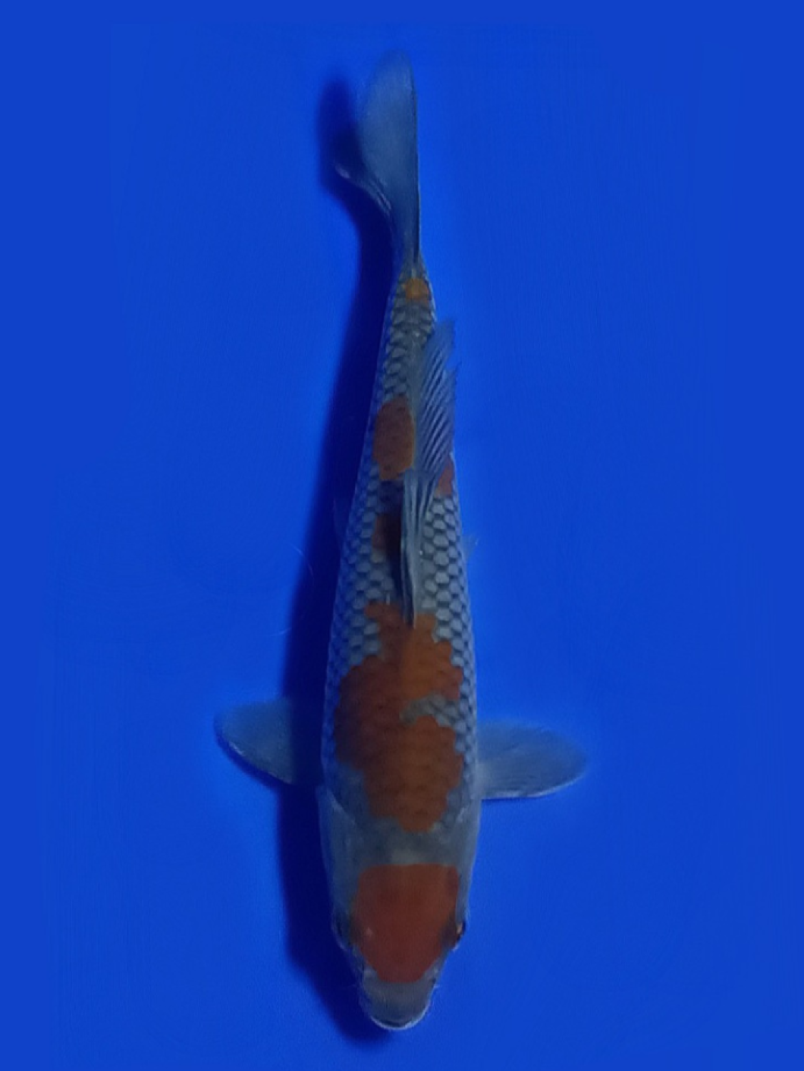 Juara 2
