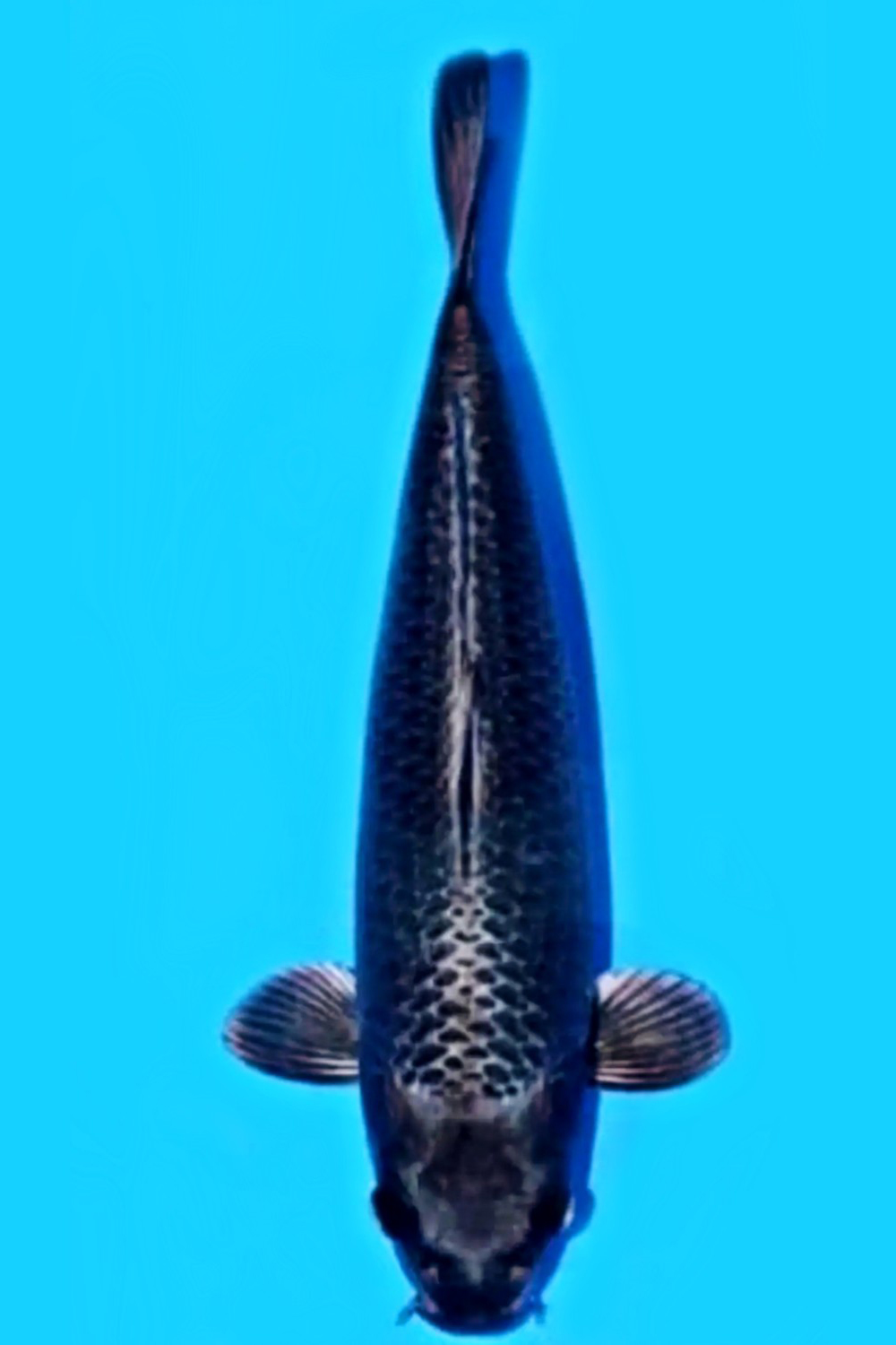 Juara 1