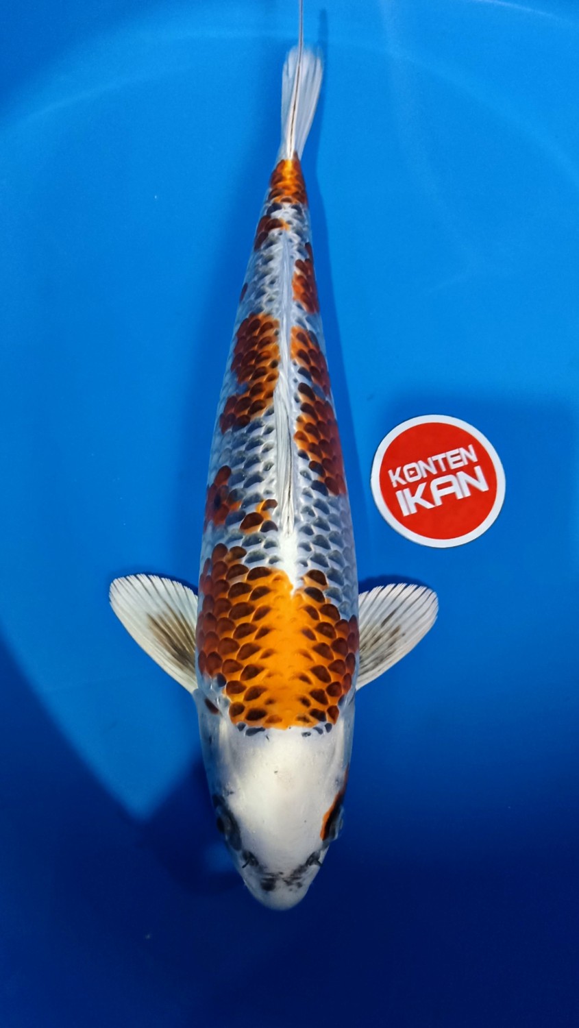 Juara 2