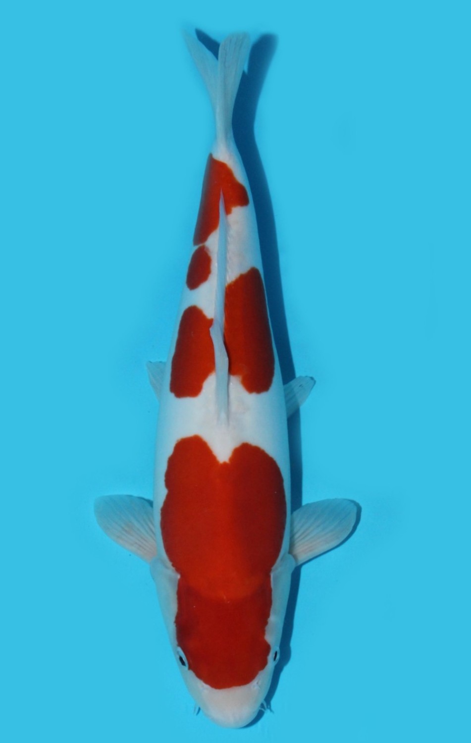 Juara 1