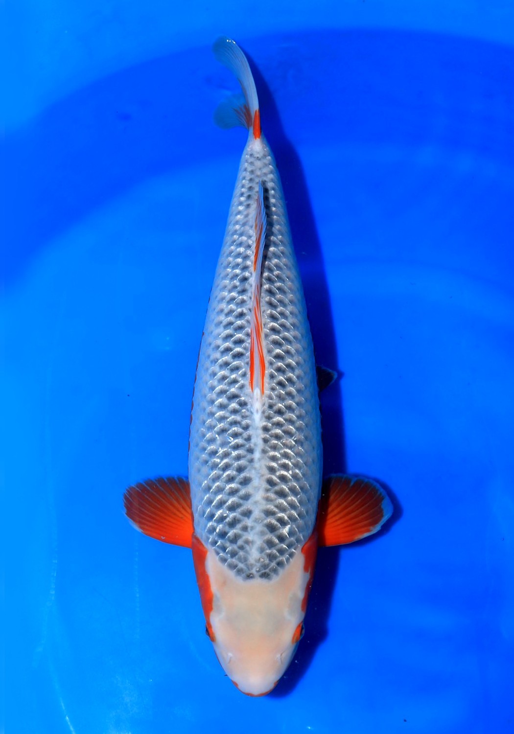 Juara 1