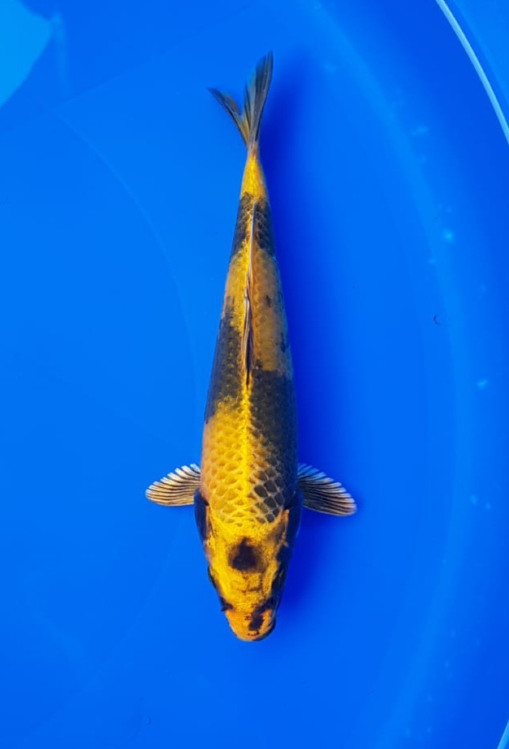 Juara 5