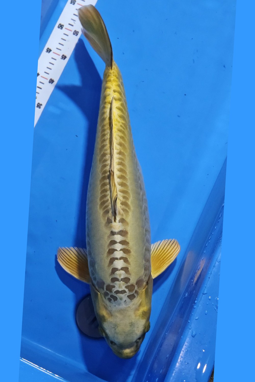 Juara 2